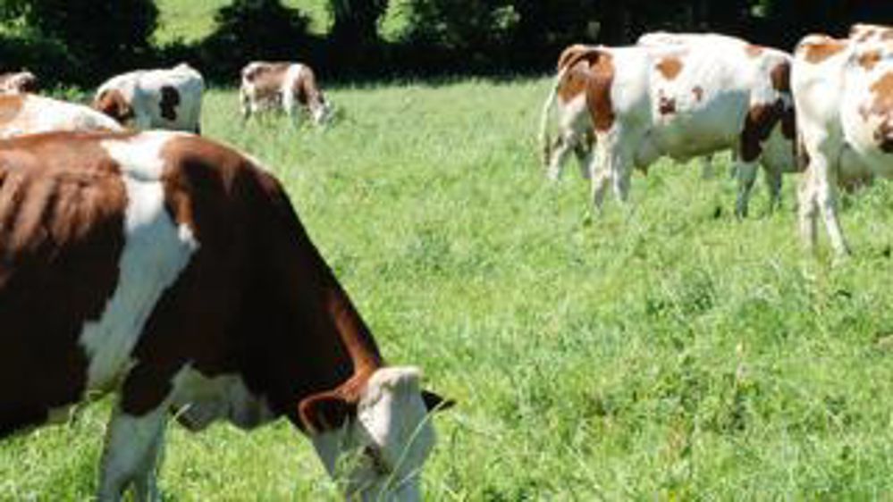 Les systèmes herbagers avec des haies stockent davantage de carbone que le maïs.  n.tiers